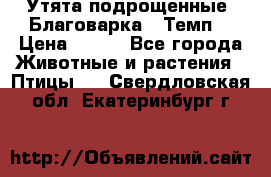 Утята подрощенные “Благоварка“,“Темп“ › Цена ­ 100 - Все города Животные и растения » Птицы   . Свердловская обл.,Екатеринбург г.